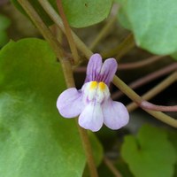 Cymbalaria muralis