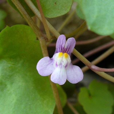 Cymbalaria muralis