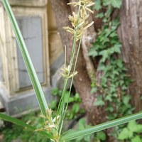 Cyperus longus