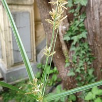 Cyperus longus