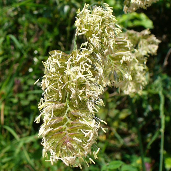 Dactylis glomerata