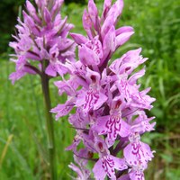 Dactylorhiza maculata