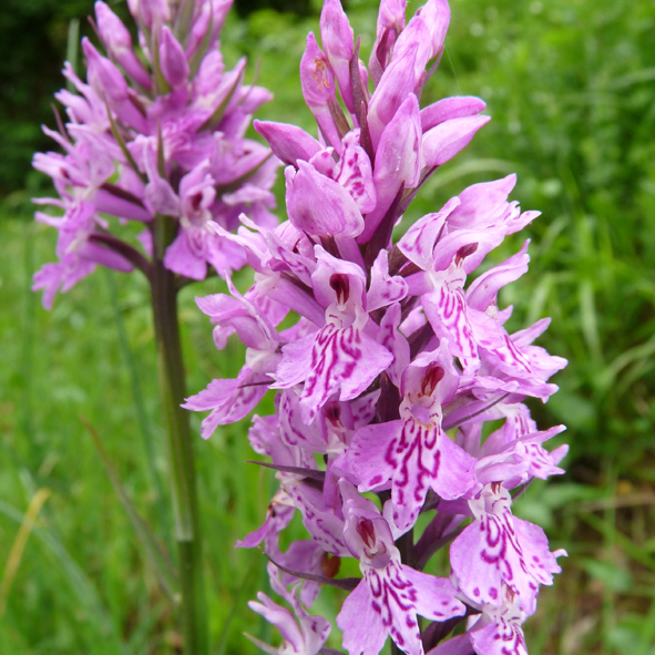 Dactylorhiza maculata