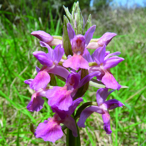 Dactylorhiza sambucina