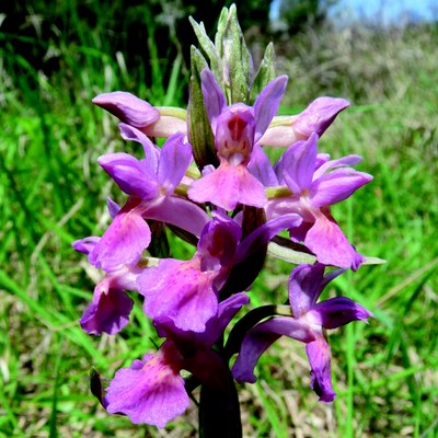 Dactylorhiza sambucina