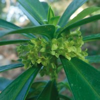 Daphne laureola