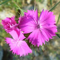 Dianthus balbisii