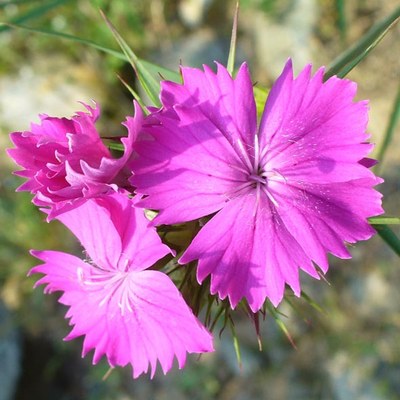 Dianthus balbisii