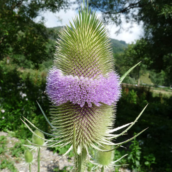 Dipsacus fullonum sin. Dipsacus Sylvestris