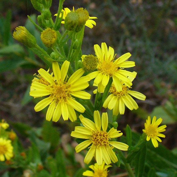 Dittrichia viscosa