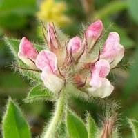 Dorycnium hirsutum sin. Lotus hirsutus