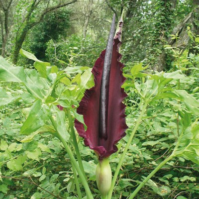 Dracunculus vulgaris