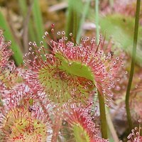 Drosera rotundifolia particolare foto Enrico Monaci