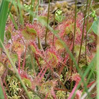 Drosera rotundifolia foto Enrico Monaci