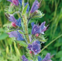 Echium vulgare