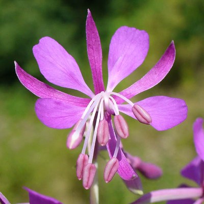 Epilobium angustifolium