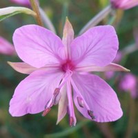 Epilobium dodonaei