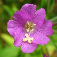 Epilobium hirsutum