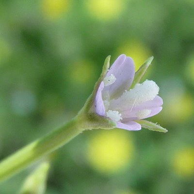 Epilobium lanceolatum