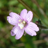 Epilobium parviflorum