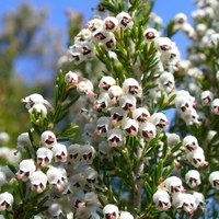 Erica arborea