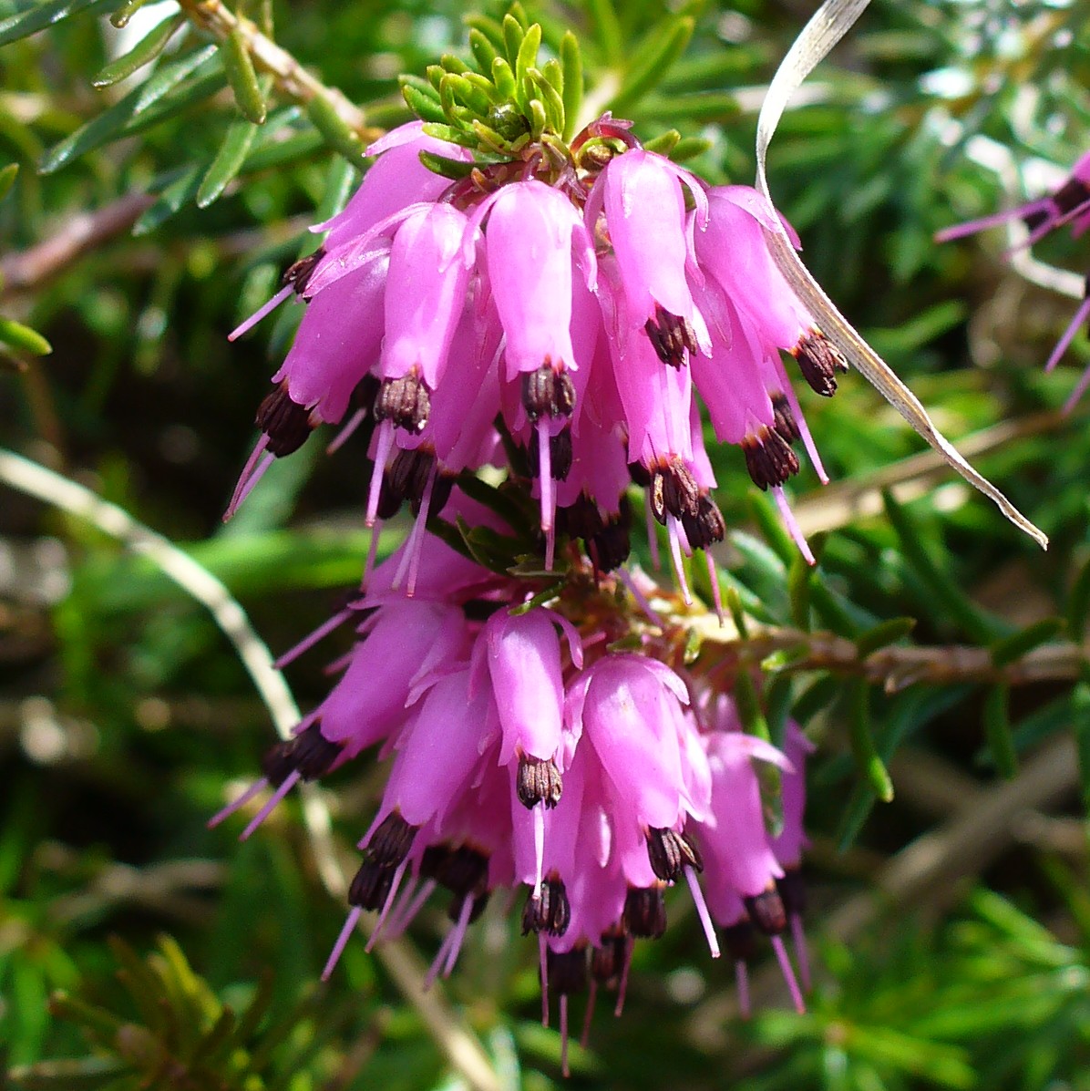 Erica carnea