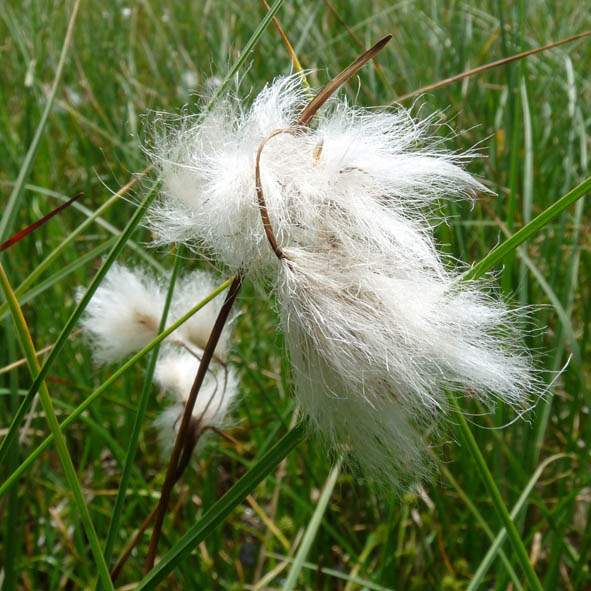 Eriophorum angustifolium