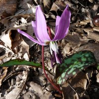 Erythronium dens-canis