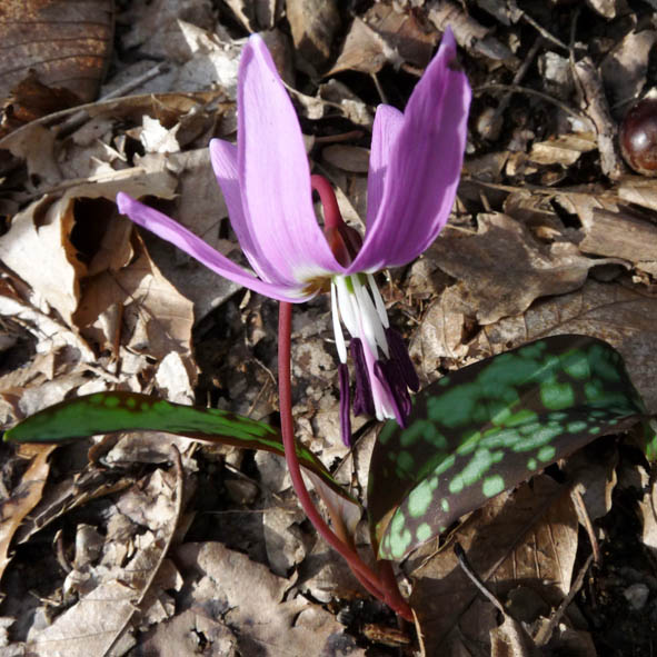 Erythronium dens-canis