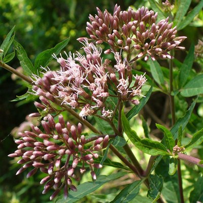 Eupatorium cannabinum