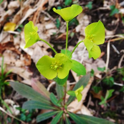 Euphorbia amygdaloides