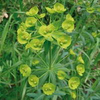 Euphorbia biumbellata