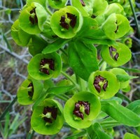 Euphorbia characias