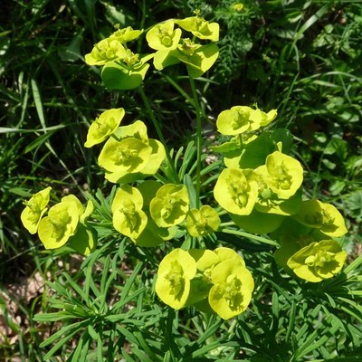 Euphorbia cyparissias