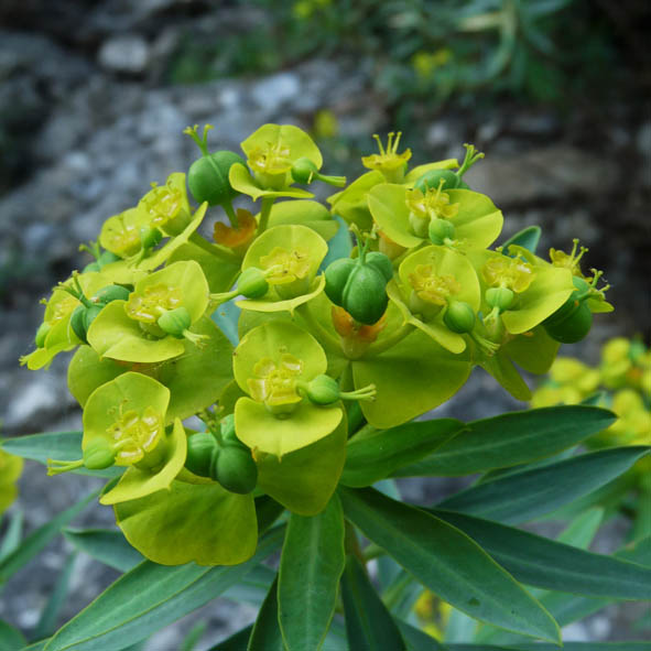 Euphorbia dendroides