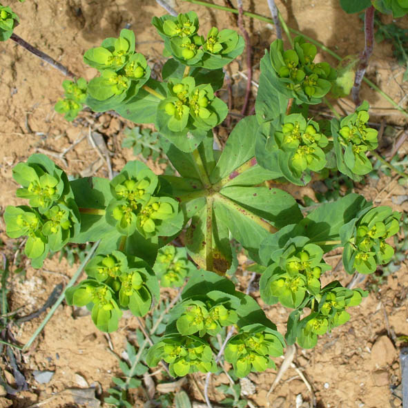 Euphorbia helioscopia