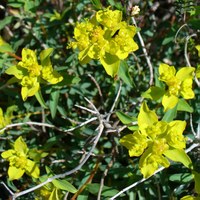 Euphorbia spinosa