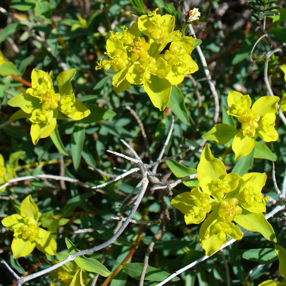 Euphorbia spinosa