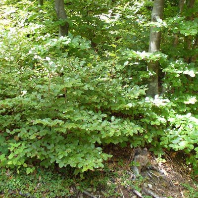 Fagus sylvatica - sottobosco