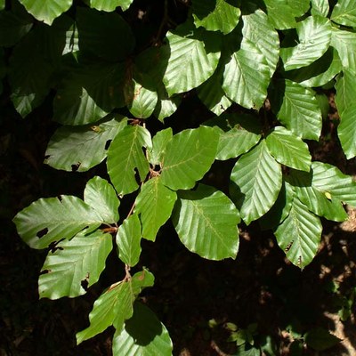 Fagus sylvatica