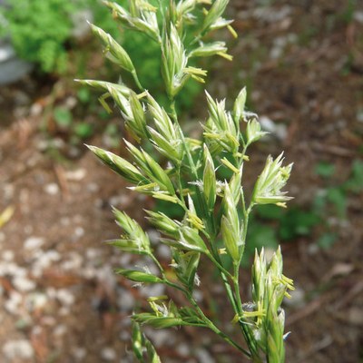 Festuca sp.