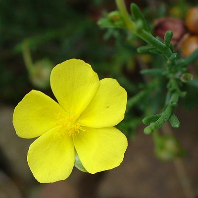 Fumana procumbens