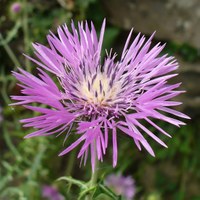 Galactites tomentosa