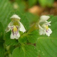 Galeopsis tetrahit