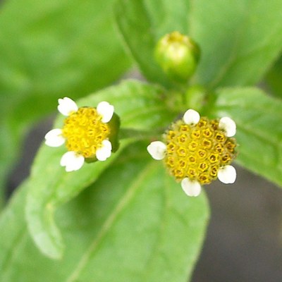 Galinsoga parviflora