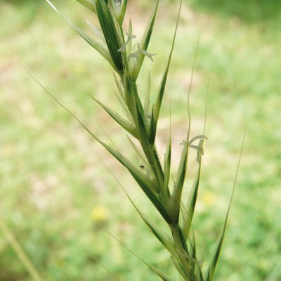 Gaudinia fragilis