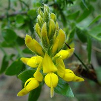 Genista germanica