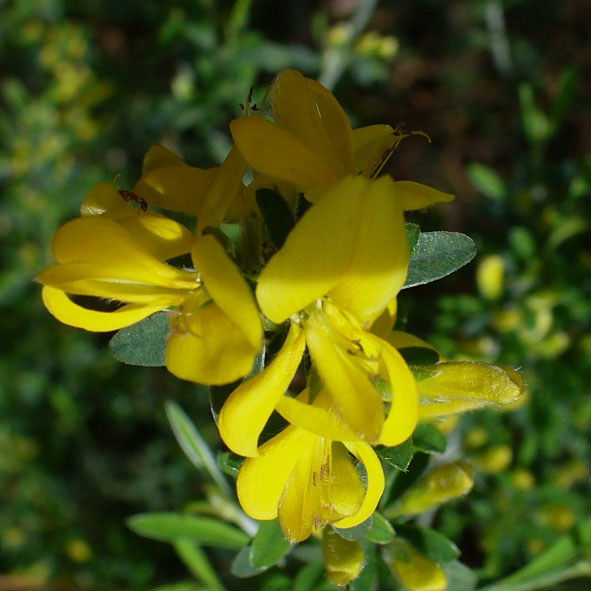 Genista tinctoria