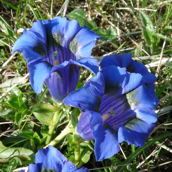 Gentiana acaulis sin. Gentiana kochiana