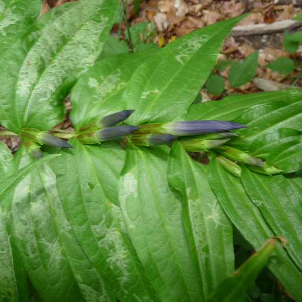 Gentiana asclepiadea - prefioritura